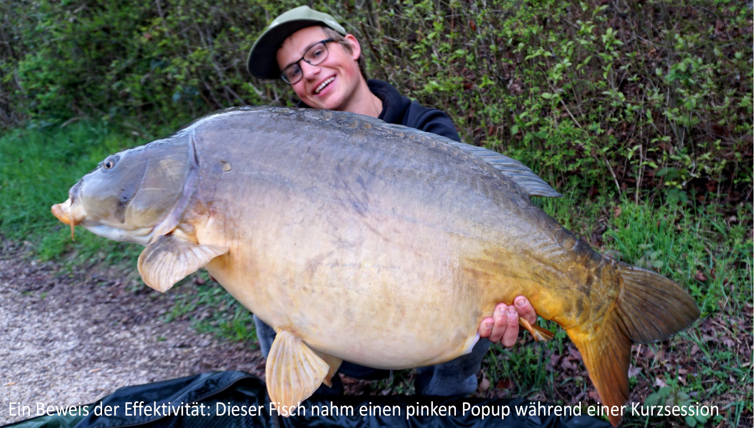 Artikel Karpfen - Artikel